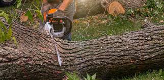 Best Stump Grinding and Removal  in Pine Bluff, AR