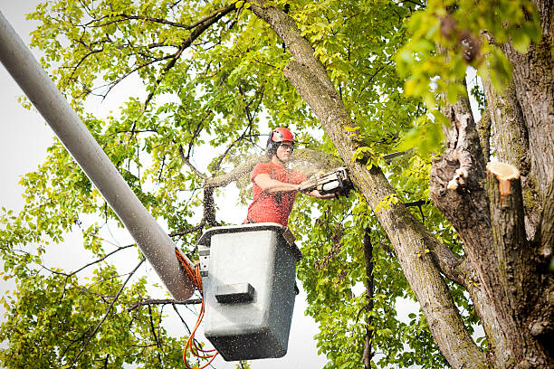 Best Tree Trimming and Pruning  in Pine Bluff, AR